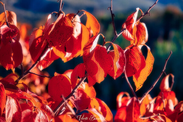 Otoño_MG_0373.jpg